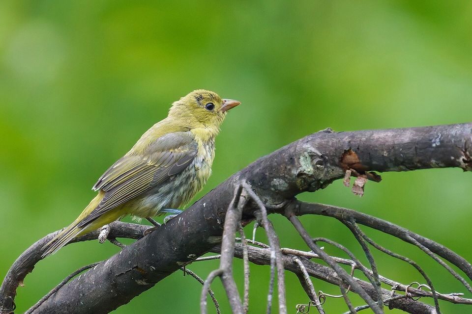 Immature Scarlet Tanager, Pleasant Valley Wildlife Sanctuary, Lenox, MA USA by Paul Danese is licensed under CC BY-SA 4.0.